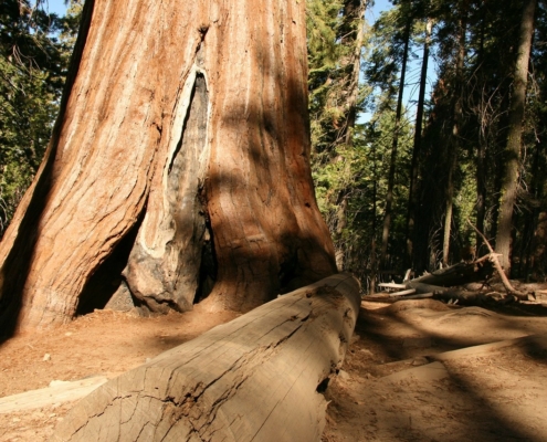 Montrose CO to/from Eureka (ACV) CA flight deal from $225rt