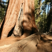 Montrose CO to/from Eureka (ACV) CA flight deal from $225rt